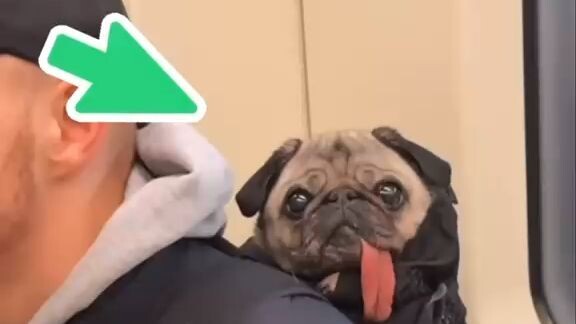 ¿POR QUÉ TU PERRO TE SACA LA LENGUA?