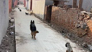I can’t stand it any longer. If the German Shepherd doesn’t show off his power, do you really think 