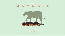 Mammals_2024_S01E06_Forest