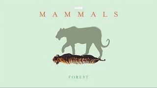 Mammals_2024_S01E06_Forest