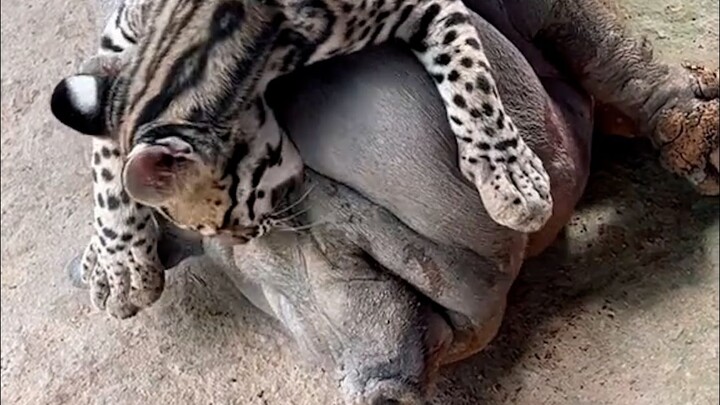 Failed to penetrate the enemy’s armor! The lazy fat pig lets the tiger cat gnaw at and tease it.