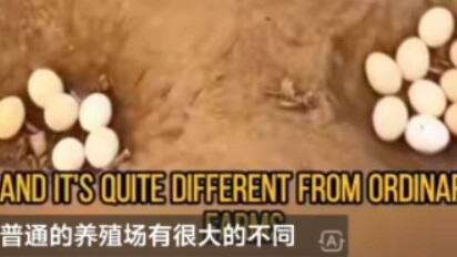 Chinese chicken farms upset foreigners: chickens also have rights