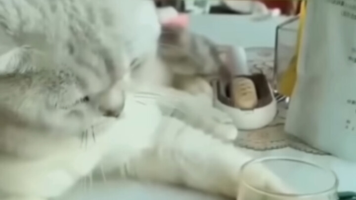 تعبت من العمل؟ شاهد مقاطع الفيديو للقطط لتخفيف التوتر!