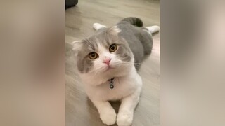 Hong có gì hết chỉ là thấy dễ thương quáaa 🥺 cat meo YOPOSEMUALEHOI foryou