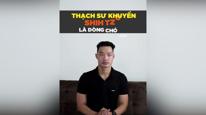 Thạch sư khuyển Shih Tzu mà dòng chó gì? petnhatrang petonesaigon tuitienpet dcgr