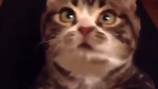 "Although I am a cat, I am polite!!"