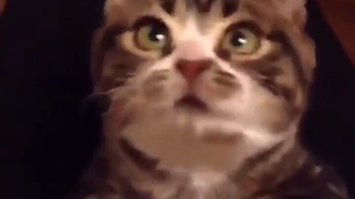 "Although I am a cat, I am polite!!"