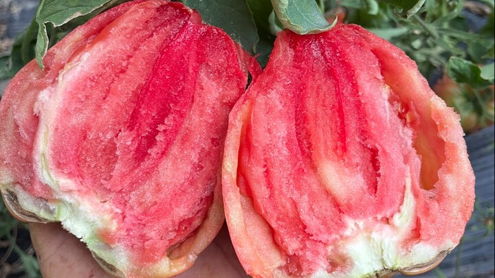 Apa menurutmu tanganku kotor saat mengupas tomat? Kau munafik! Kalau menurutmu kotor, lihat dulu dar