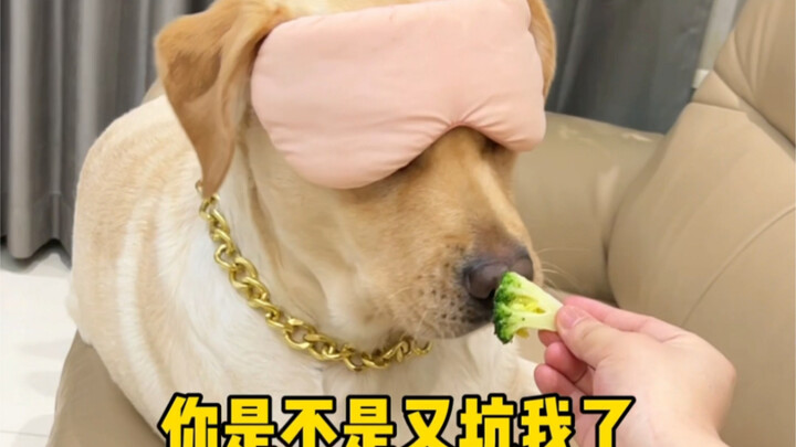 Anjing: Daging hari ini kok rasanya begitu hambar dan tidak enak!