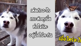 เอาดิไม่บินไปไหน ก็จะนิ่งอยู่แบบนี้แหละ... #รวมคลิปฮาพากย์ไทย