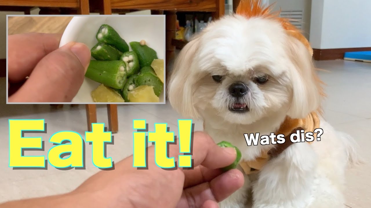 can shih tzu eat cucumbers