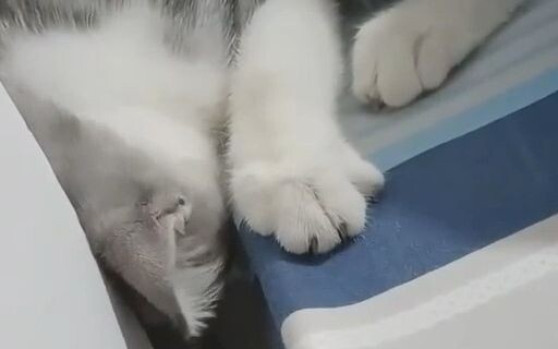 🐱: من يرتكب الخطأ يدفع ثمنه بنفسه، ومن يفقد سماعات الأذن يشتريها من جيبه الخاص.