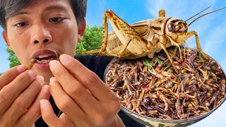 Yummy Cooking Crickets Best Recipes