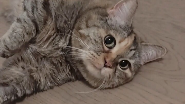 ทำไมแมวถึงชอบถูตัวกับพื้นบ่อยๆ ใช่เพราะคันหลังหรือเปล่า?