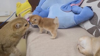 Fat cat is scared away by his own kitten after he tried to kiss her