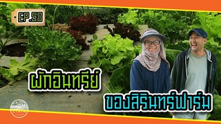 ผักอินทรีย์ของสิรินทร์ฟาร์ม - [สิรินทร์ฟาร์ม] EP.58