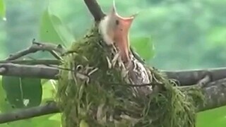 mother bird feeding