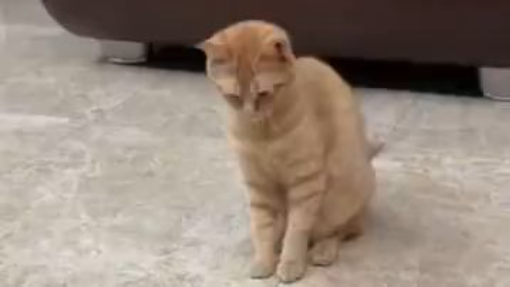 The cat is too scared to walk