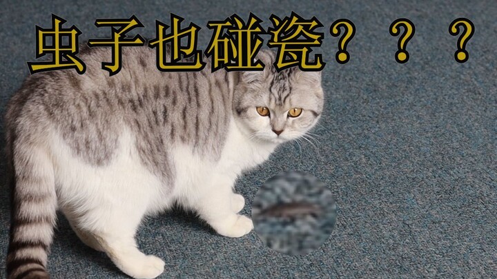 Cat: I really didn’t touch it.