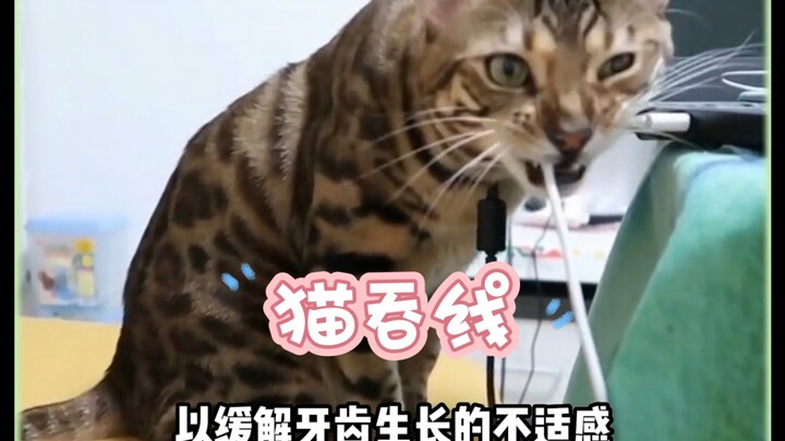 A fitting oddity: Why do cats recklessly swallow needles and thread? Is it pica or just curiosity?