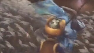 Kehidupan Sehari-hari Guangtousiang