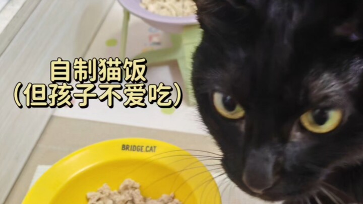 Tự làm cơm cho mèo, từ mới bắt đầu đến lúc bỏ cuộc chỉ mất có một bữa!