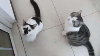 Kucing memimpin jalan, betapa keterlaluannya...