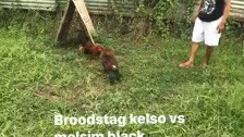 kelso vs melsim black