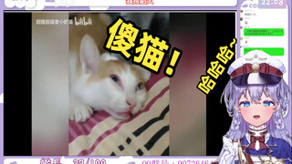 被犯傻猫猫逗得哈哈大笑的日本萌妹