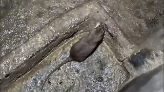 ตีหนึ่งไม้ ได้หนูตัวใหญ่หนึ่งตัว!