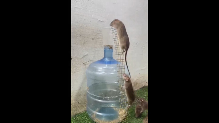 Mouse: Any hole is home.