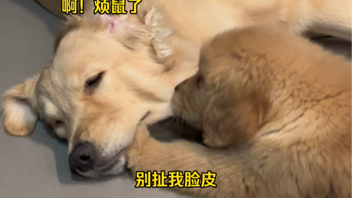 The “Dehua” of the dog world, beyond any doubt