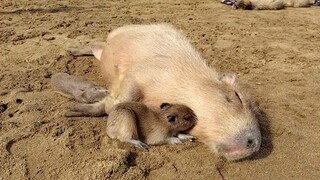 "Seharusnya ibu masih hidup, kan?"๑ᵒᯅᵒ๑