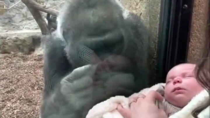Papa Gorilla, Mama Gorilla, say that again! This kid’s reaction is HILARIOUS — you’ll NEVER see this