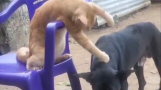 القط: ابصقها لي!