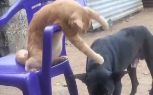 Cat: Spit it out for me!