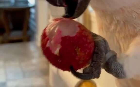 Động vật kỳ diệu