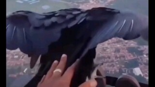 นกอินทรี: ฉันขอพักเท้าหน่อยนะ ไม่ว่ากันใช่ไหม