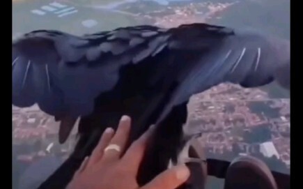 鹰：我歇个脚，不介意吧