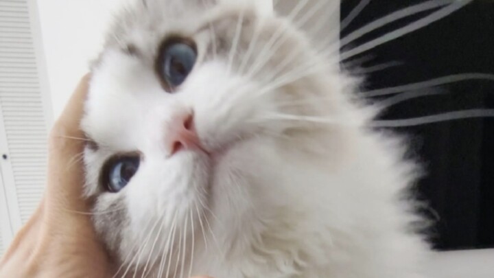 Bagaimana cara mengajari kucing untuk berhenti menggesekkan tubuhnya pada manusia