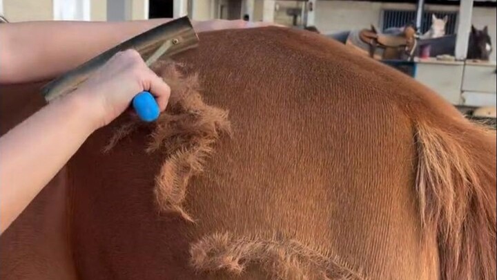 ทำไมต้องโกนขนม้าเป็นประจำ?