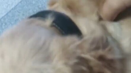 The chick crawled into the golden retriever's mouth, causing the golden retriever to be beaten for n