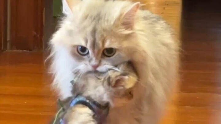 How is it still a thing for kids to just spit out and toss away once they’re older? 😂