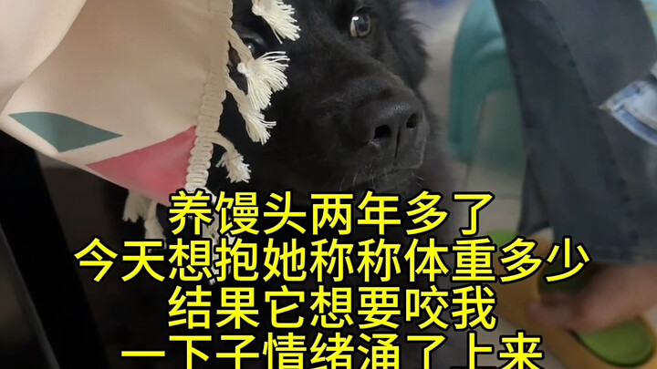 Mantou’s been eating so well lately, its waistline’s practically thickening! I figured I’d weigh it 