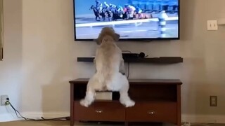 Dog: I have no strength to use