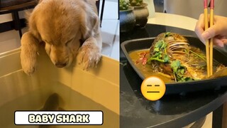 Mua 1 Bé Cá BaBy Shark Về Tưởng Nuôi... Ai Dè Đâu 😂 | Yêu Lu