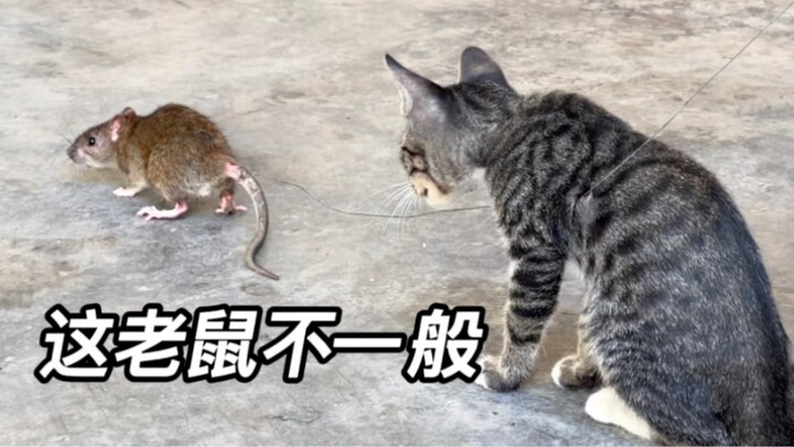 Có sự khác biệt lớn giữa mèo và chó khi nhìn thấy chuột. Tôi thực sự bị thuyết phục bởi hành vi của 