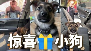 Anak anjing German Shepherd yang membawa kejutan bagi keluarganya sedang tumbuh dengan baik lho!