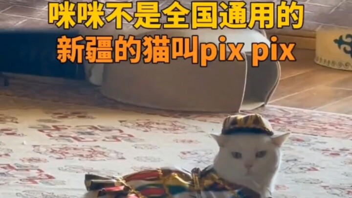 Mimi isn’t universally recognized—cats in Xinjiang are called “pix pix” #XinjiangCats