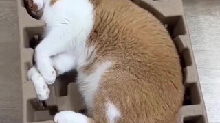 没有猫能拒绝纸箱